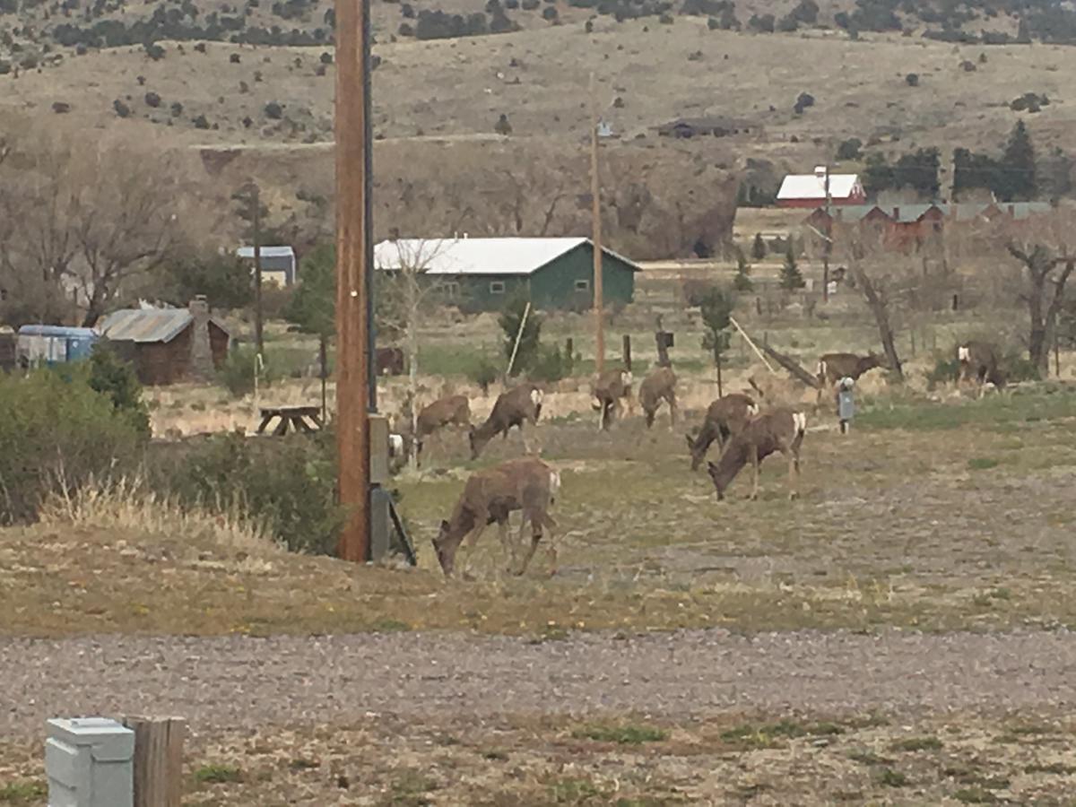 South Fork Lodge & Rv Park Colorado ภายนอก รูปภาพ